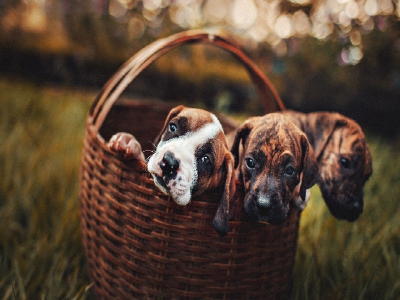 试管卵泡50多（血清试管制作）